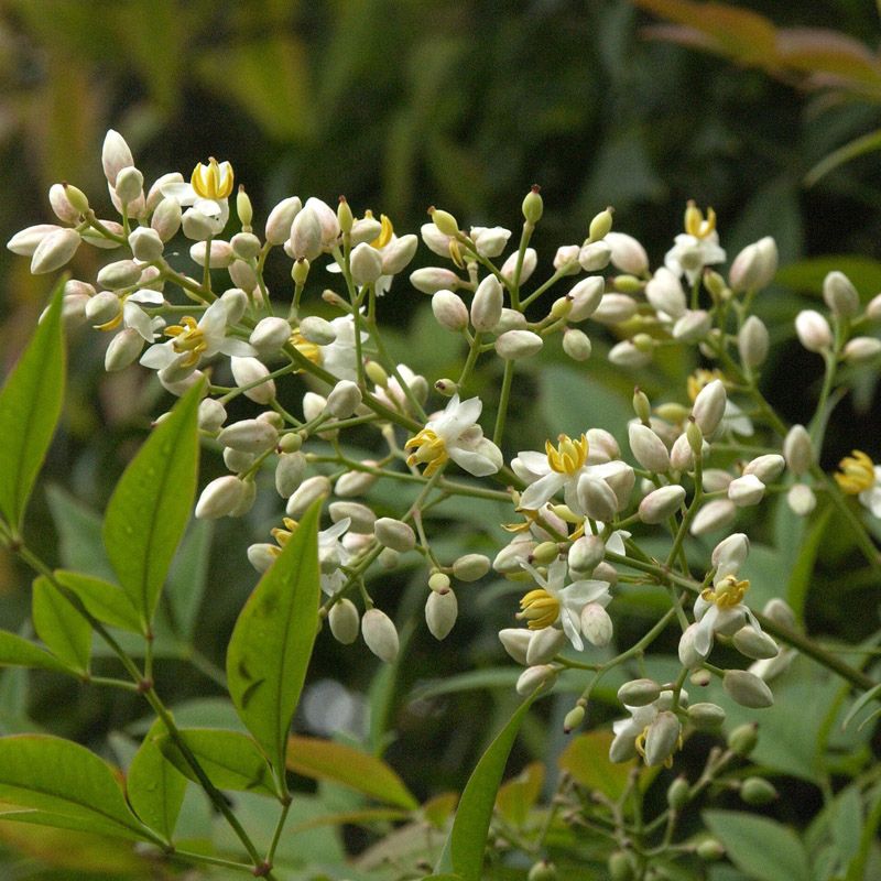 Artikelbild 2 des Artikels “Himmelsbambus “