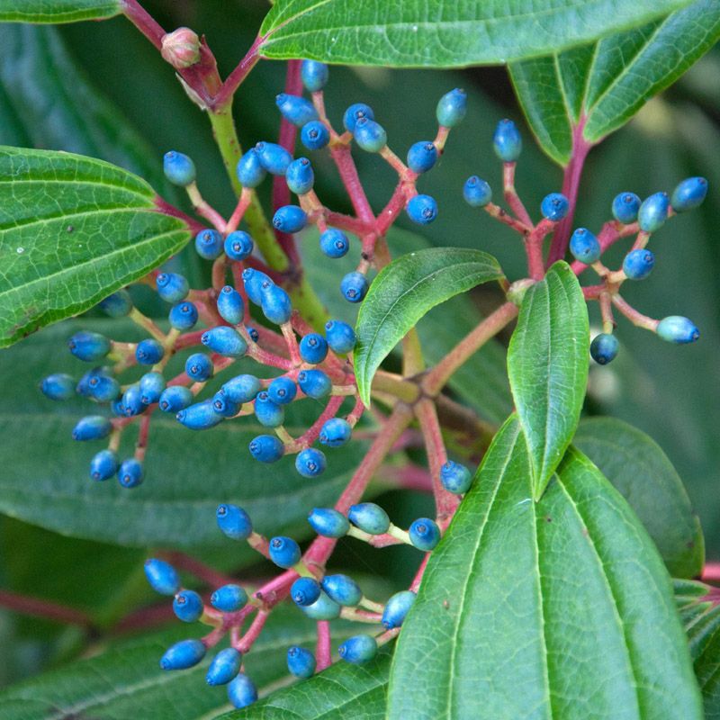 Artikelbild 2 des Artikels “Immergrüner Kissen-Schneeball “