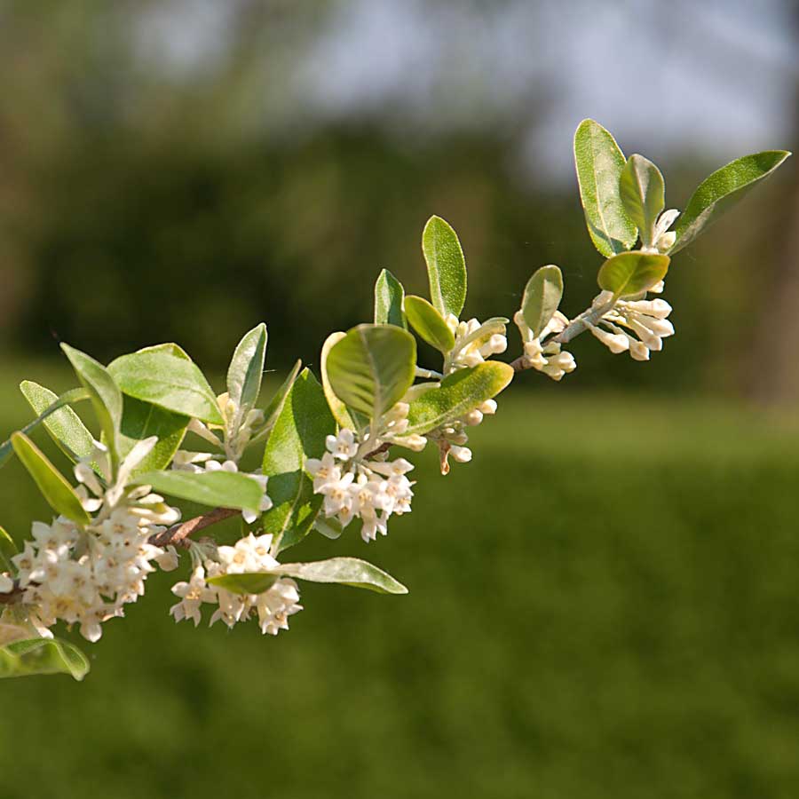 Artikelbild 2 des Artikels “Honigbeere “