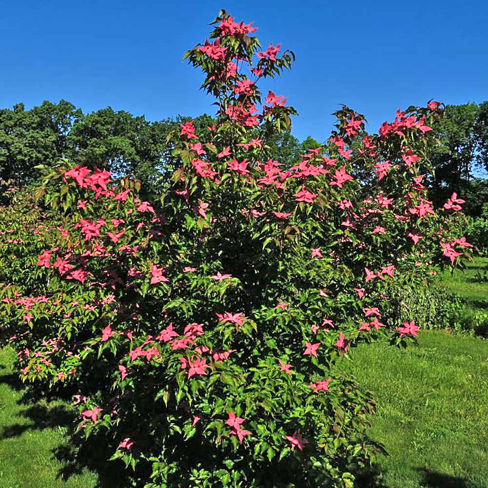 Artikelbild 2 des Artikels “Japanischer Blumen-Hartriegel “