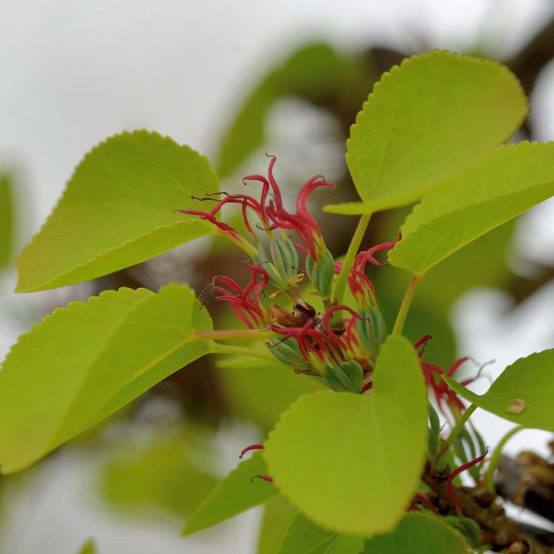 Artikelbild 2 des Artikels “Kuchenbaum “