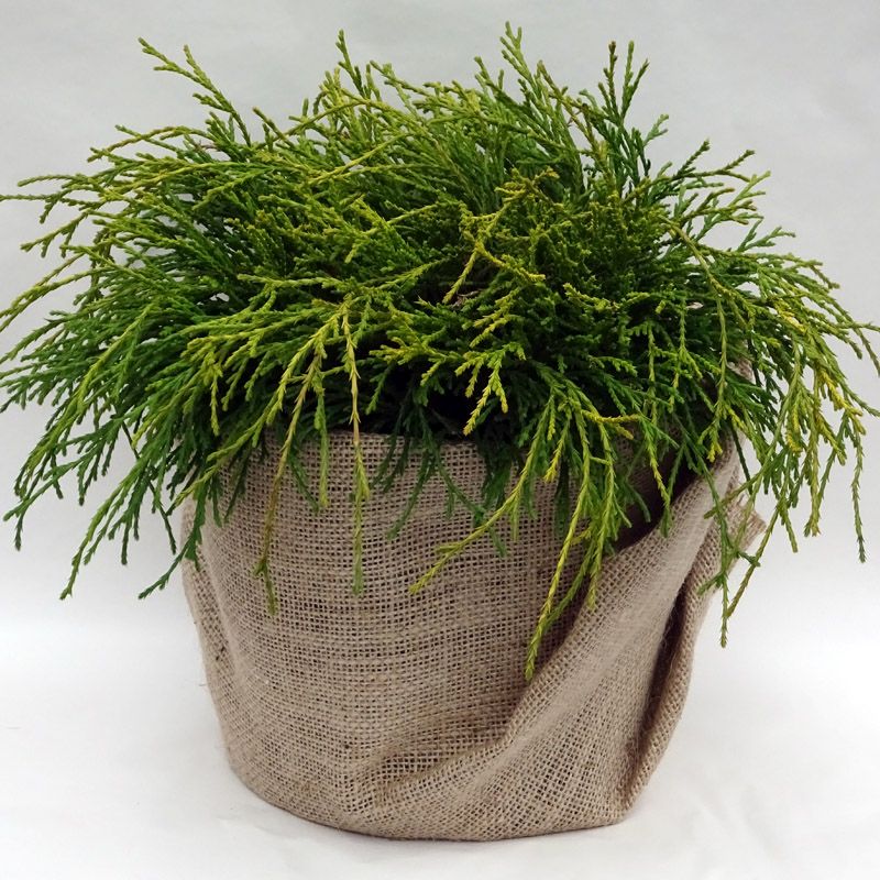 Artikelbild 2 des Artikels “Gelbe Faden-Scheinzypresse “