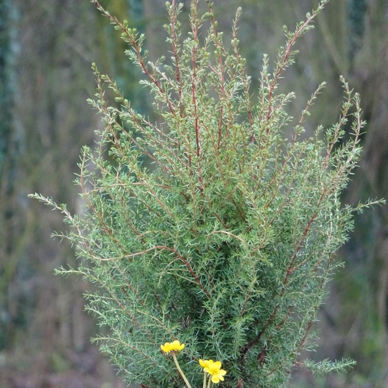 Artikelbild 2 des Artikels “Irischer Säulen-Wacholder “
