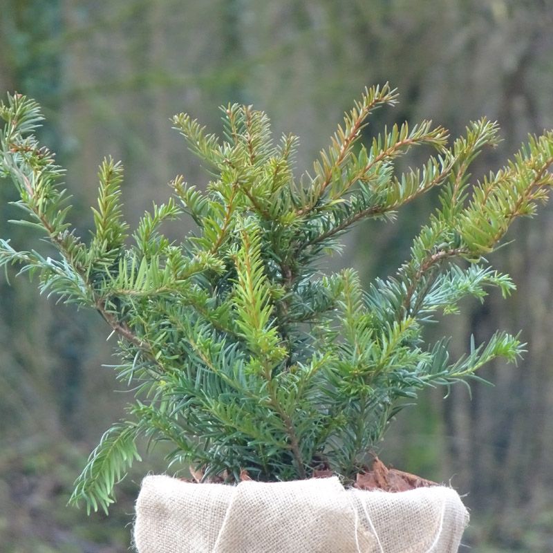 Artikelbild 2 des Artikels “Bodendecker-Eibe “