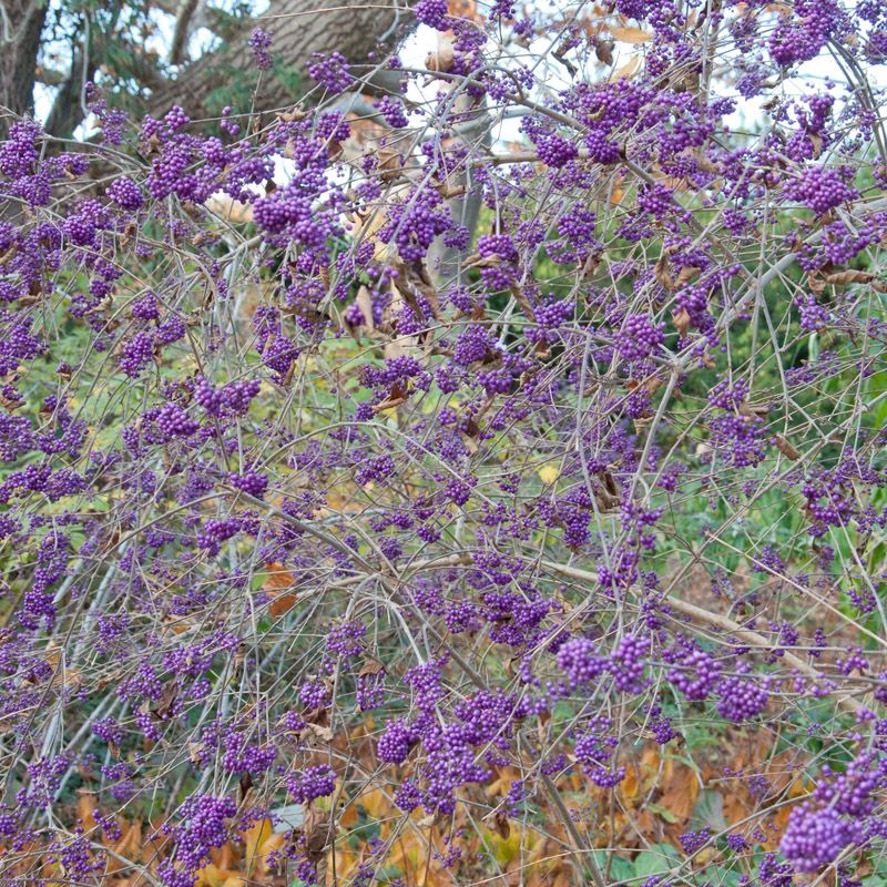 Artikelbild 2 des Artikels “Liebesperlenstrauch “