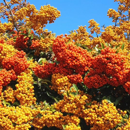Artikelbild 2 des Artikels “Dicht und Grün, Feuerdorn-Hecke “