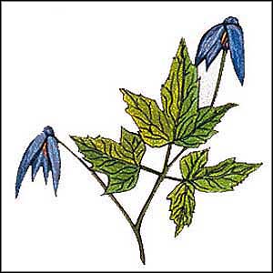 Artikelbild 2 des Artikels “Alpen-Waldrebe, blau “