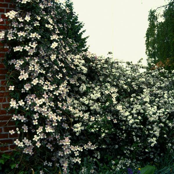 Artikelbild 2 des Artikels “Anemonen-Waldrebe, rosa “