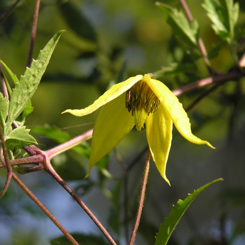 Artikelbild 2 des Artikels “Gold-Waldrebe “