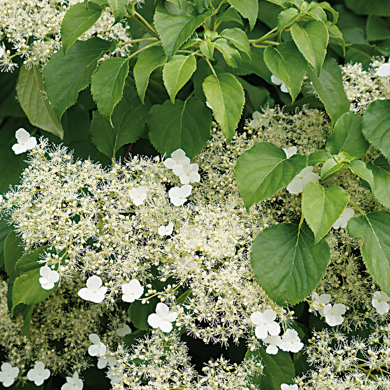Artikelbild 2 des Artikels “Kletter-Hortensie “