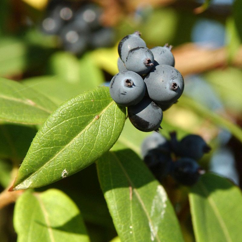 Artikelbild 2 des Artikels “Immergrünes Geißblatt “