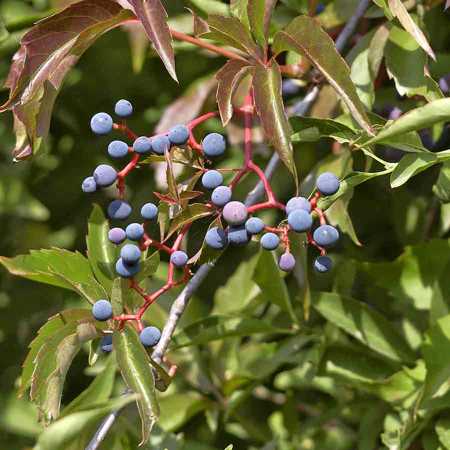 Artikelbild 2 des Artikels “Wilder Engelmanns-Wein “