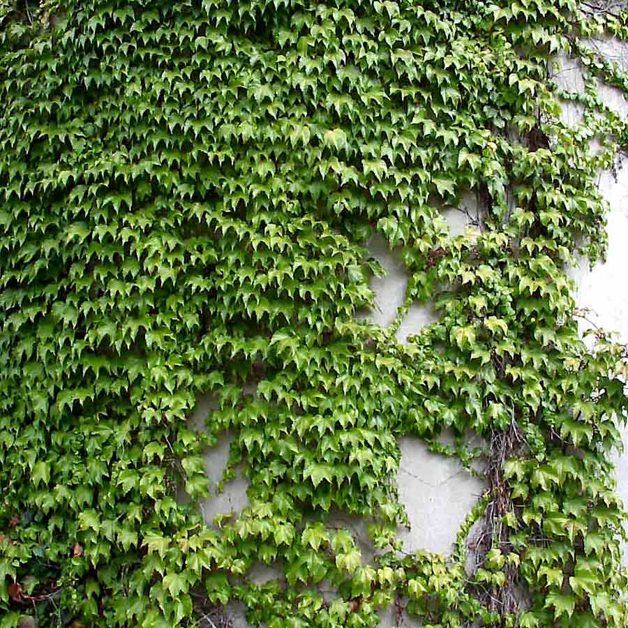 Artikelbild 2 des Artikels “Wilder Wein, Jungfernrebe “