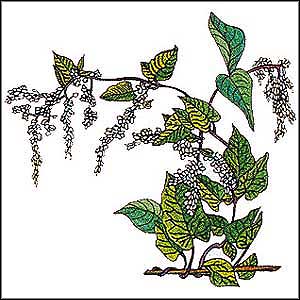 Artikelbild 2 des Artikels “Schling-Knöterich “