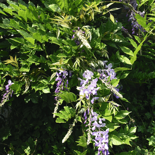 Artikelbild 2 des Artikels “Blauregen, Glyzine, blau “