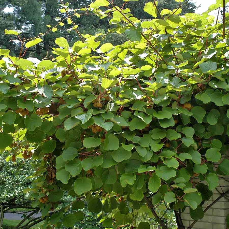 Artikelbild 2 des Artikels “Kiwi “