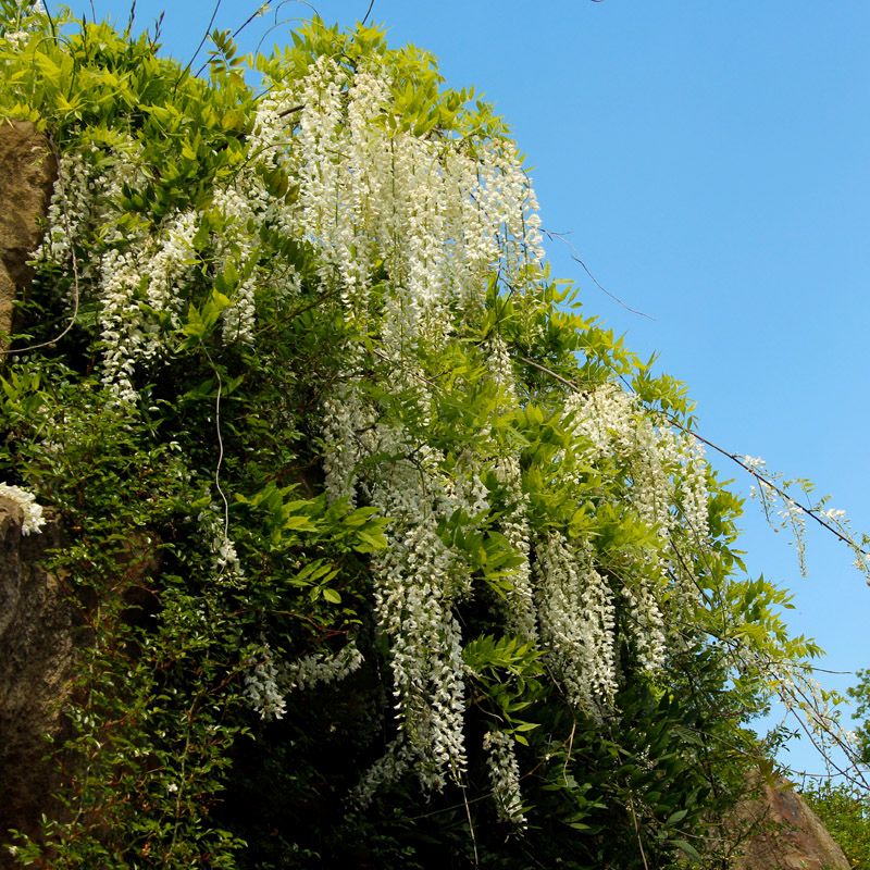 Artikelbild 2 des Artikels “Blauregen, weiß “