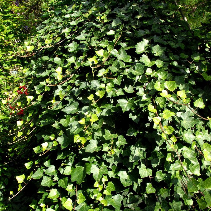Artikelbild 2 des Artikels “Efeu, großblättrig “