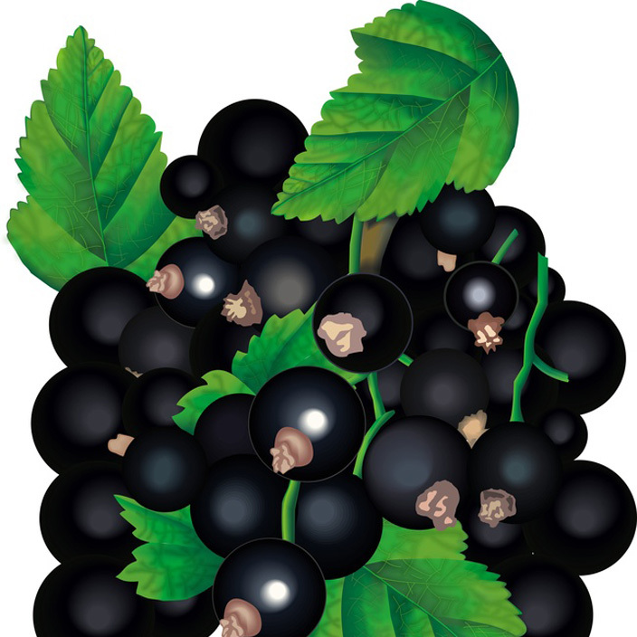 Artikelbild 2 des Artikels “Schwarze Johannisbeere, früh “