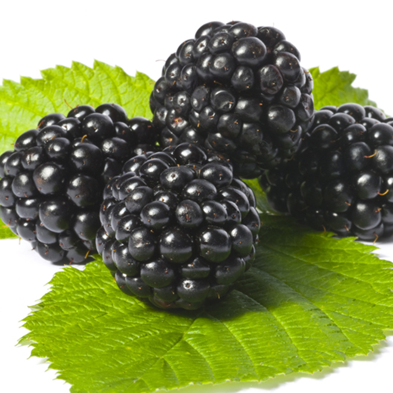 Artikelbild 2 des Artikels “Brombeere, Spitzensorte “