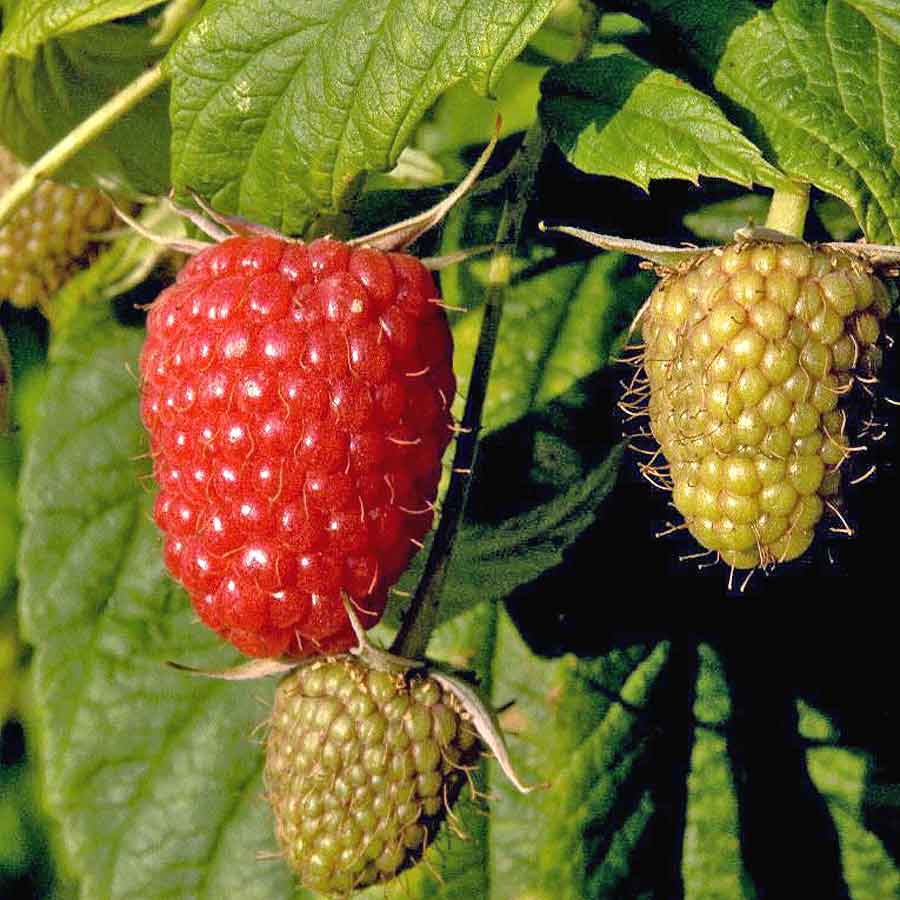 Artikelbild 2 des Artikels “Himbeere rot, früh “