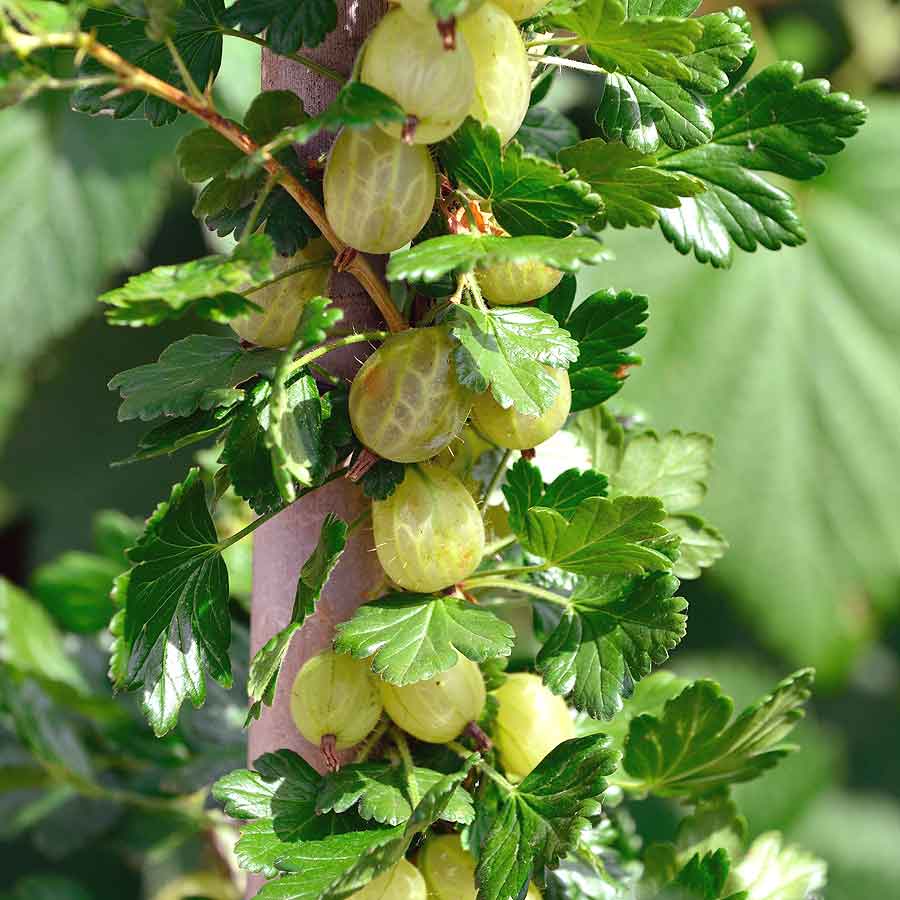 Stachelbeere, robust | NaturaGart Gärtnerei | Beerenobst