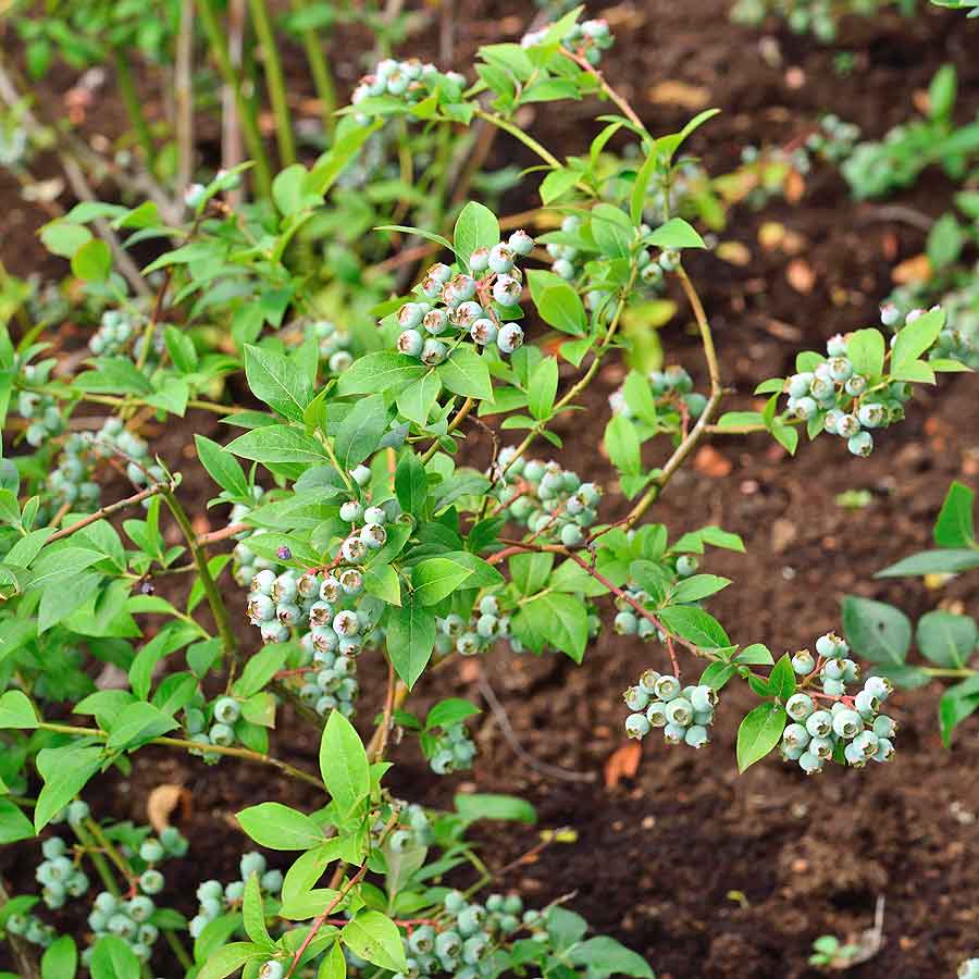 Artikelbild 2 des Artikels “Riesen-Heidelbeere “