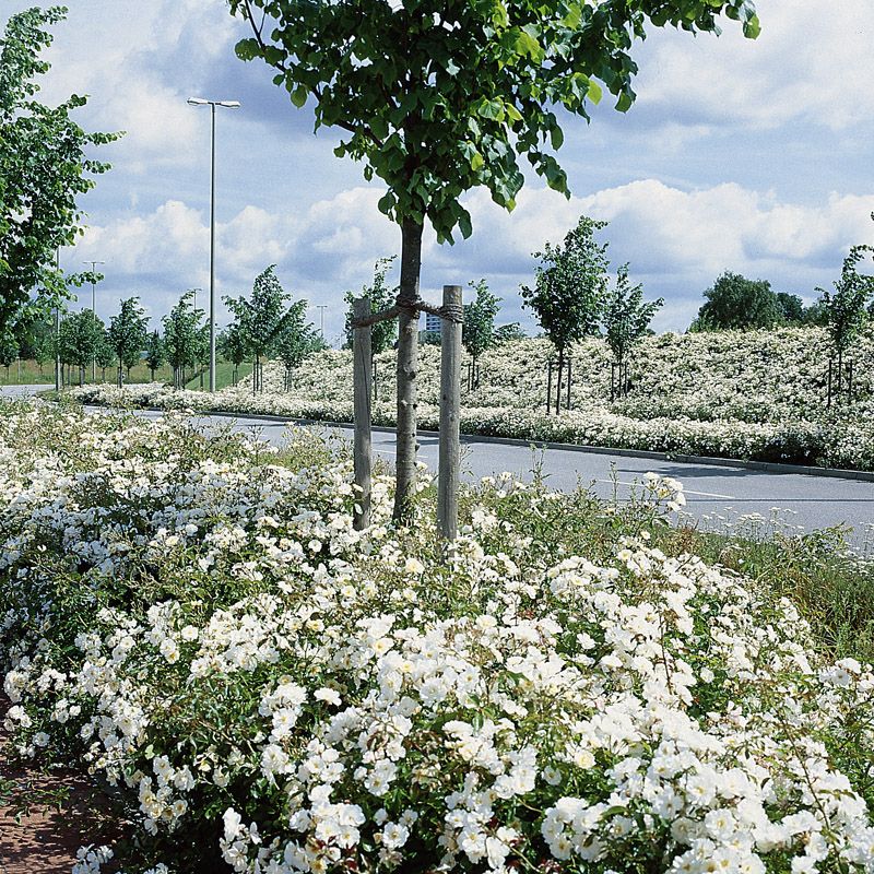 Artikelbild 2 des Artikels “Teichrandrose, weiß “