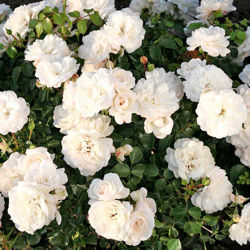 Artikelbild 2 des Artikels “Teichrandrose, weiß, gefüllt “