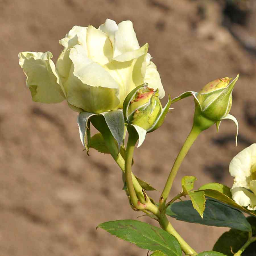 Artikelbild 2 des Artikels “Kletterrose Elfe ® “