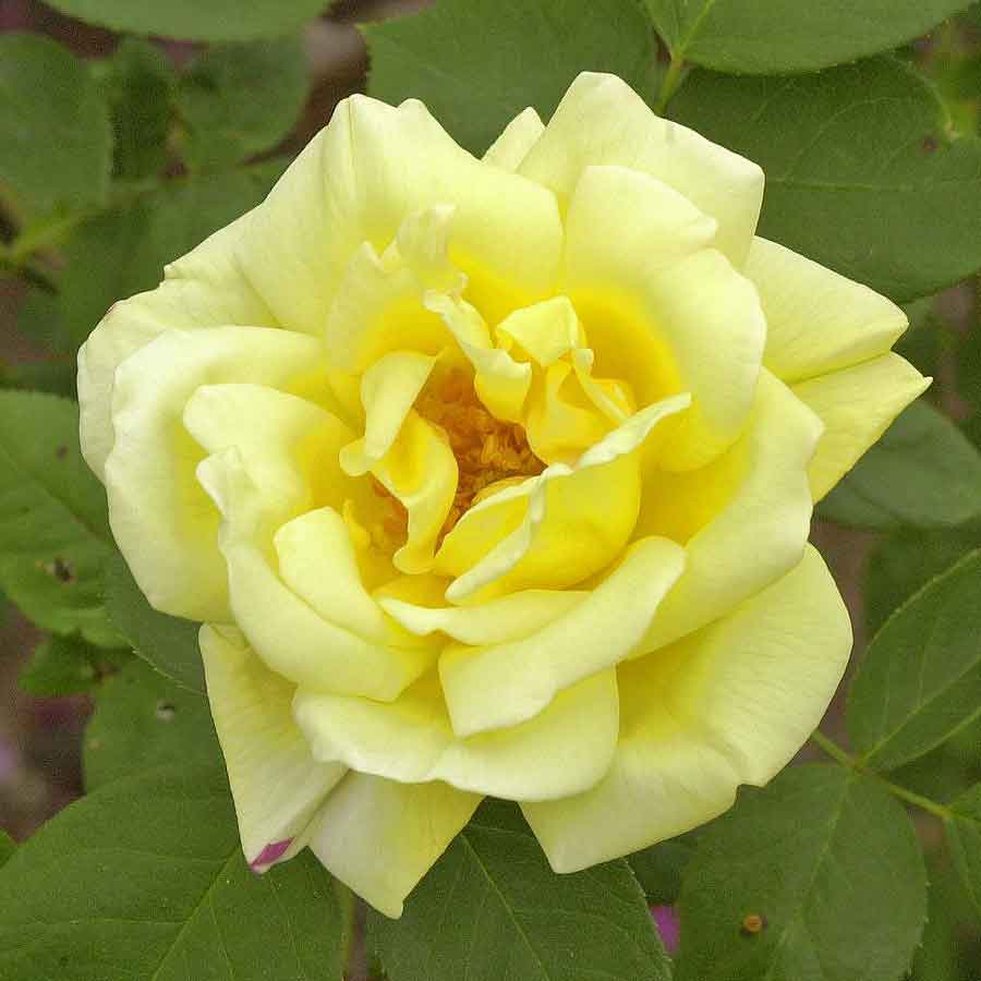 Artikelbild 2 des Artikels “Kletterrose Goldstern ® “