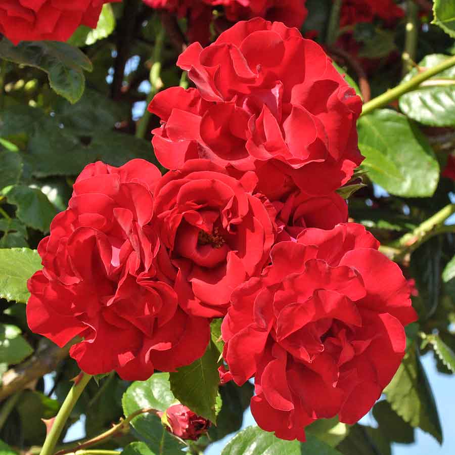 Artikelbild 2 des Artikels “Kletterrose Santana ® “