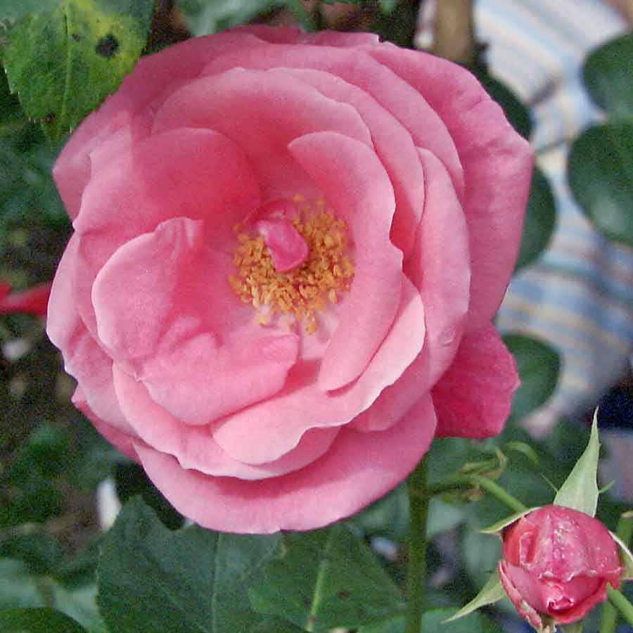 Artikelbild 2 des Artikels “Kletterrose Lawinia ® “