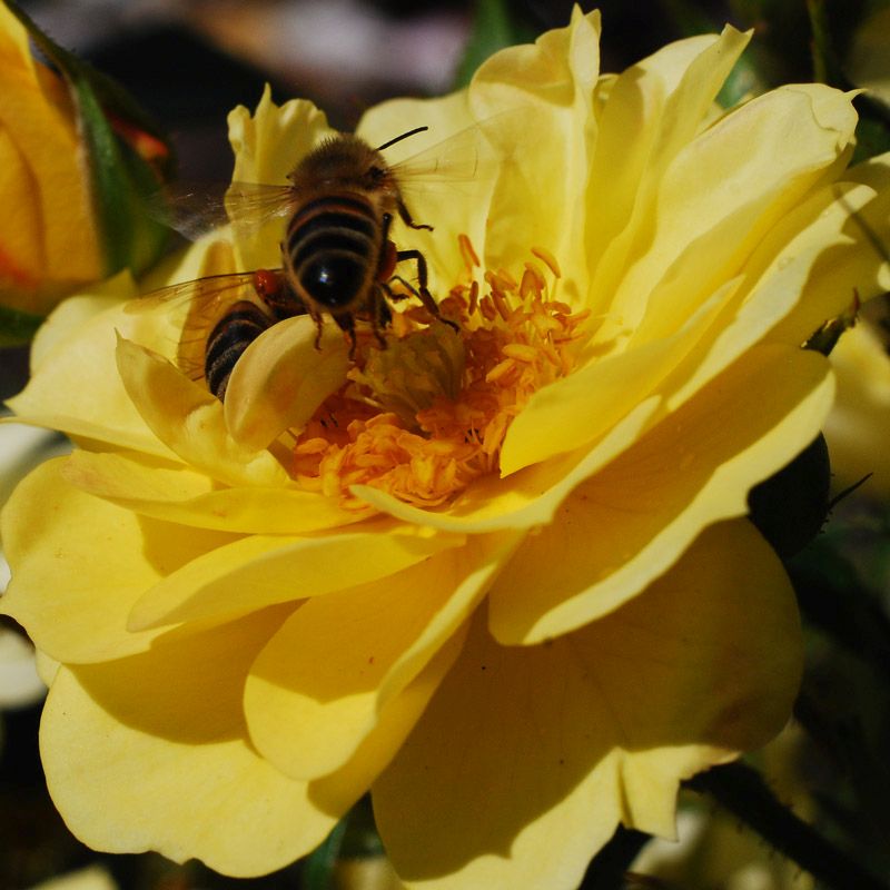 Artikelbild 2 des Artikels “Rose Bienenweide ® Gelb “