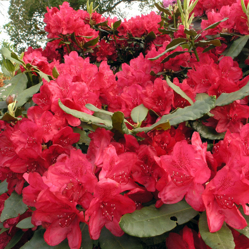 Artikelbild 2 des Artikels “Rhododendron rot “
