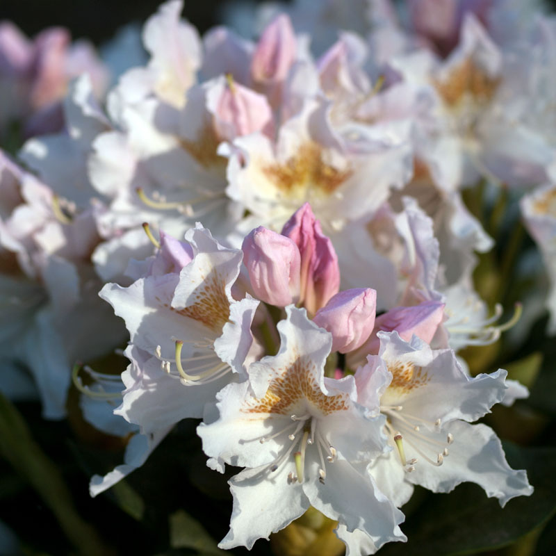 Artikelbild 2 des Artikels “Rhododendron weiß “