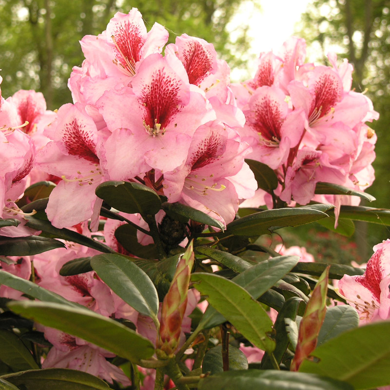 Artikelbild 2 des Artikels “Rhododendron, Inkarho®, rosa “