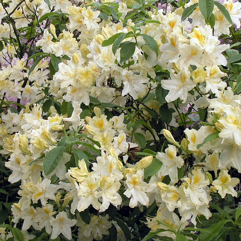 Artikelbild 2 des Artikels “Hohe Azalee, weiß “