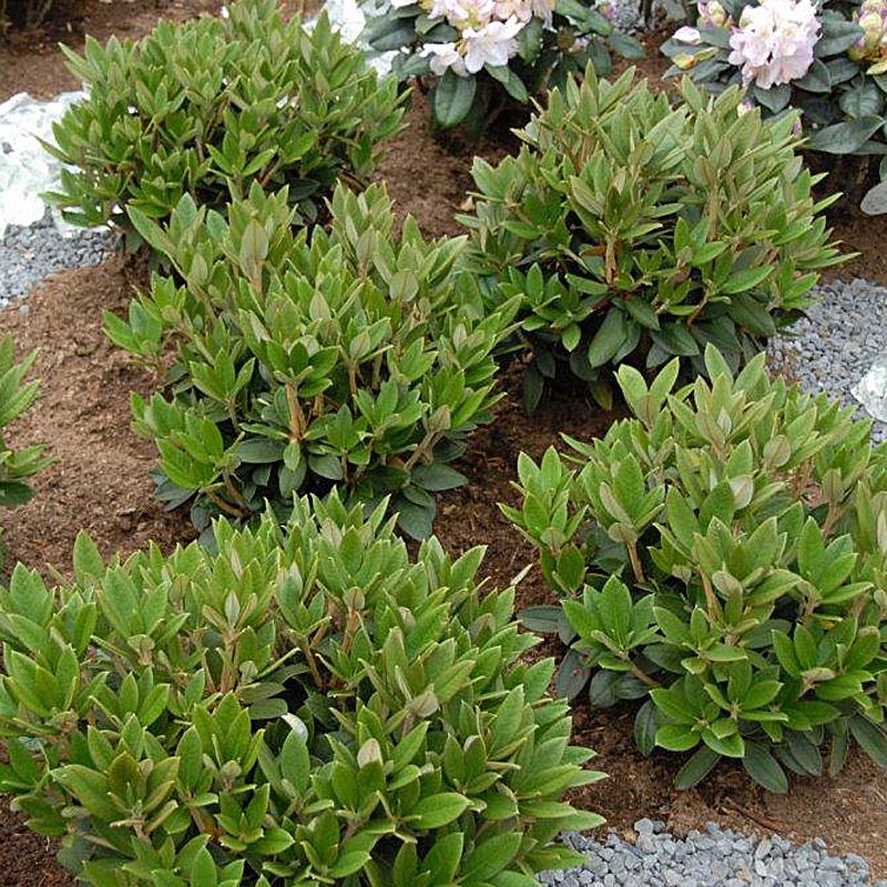 Artikelbild 2 des Artikels “Duft-Alpenrose “