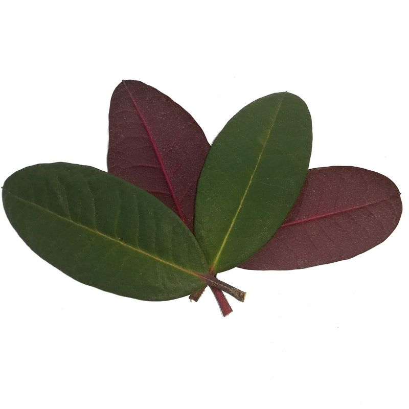 Artikelbild 2 des Artikels “Alpenrose, grün-rot-laubig “