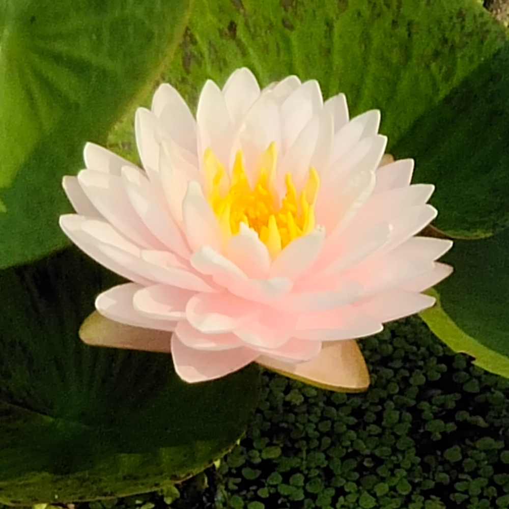 Artikelbild 2 des Artikels “Seerose Blushing Bride “