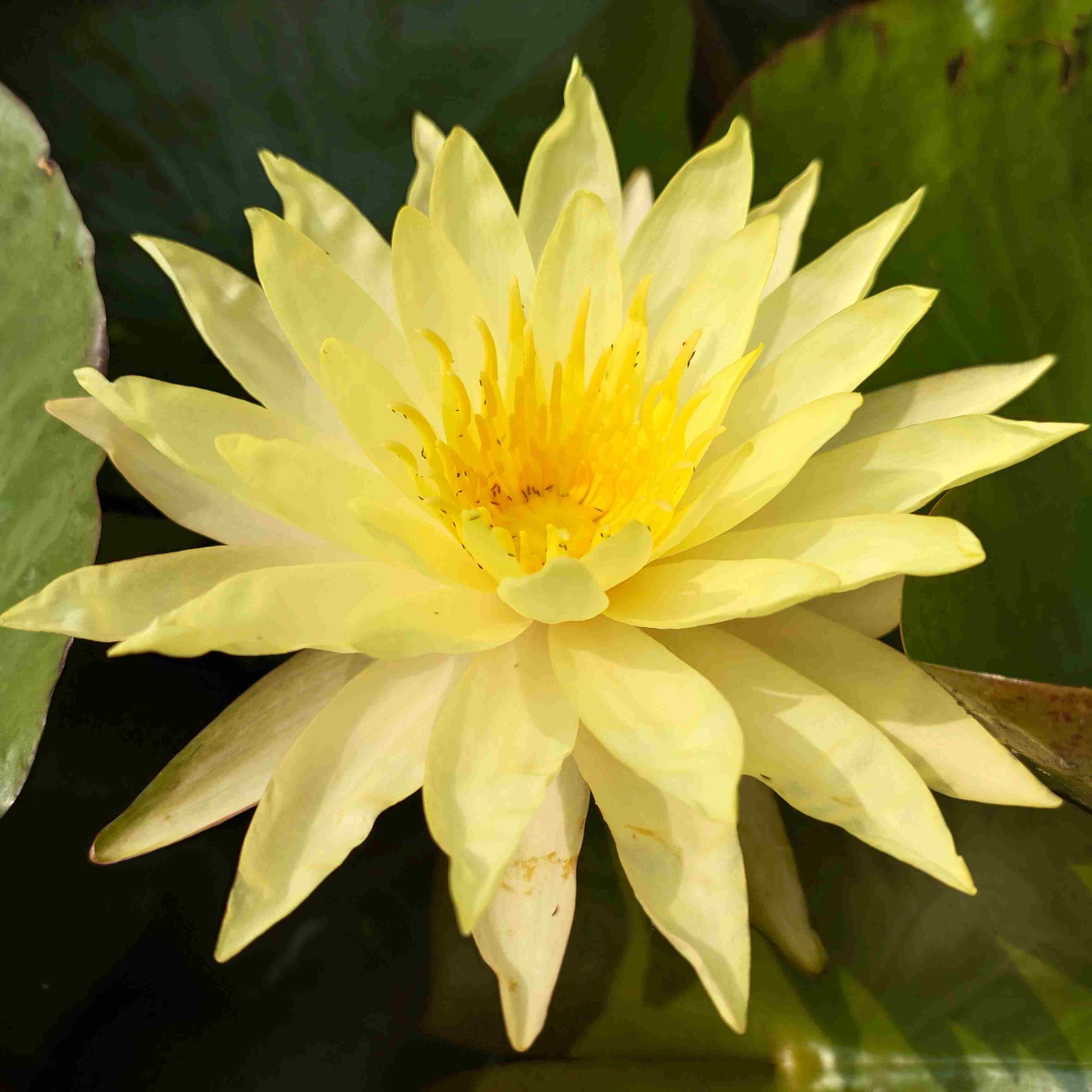 Artikelbild 2 des Artikels “Seerose Pinwaree “