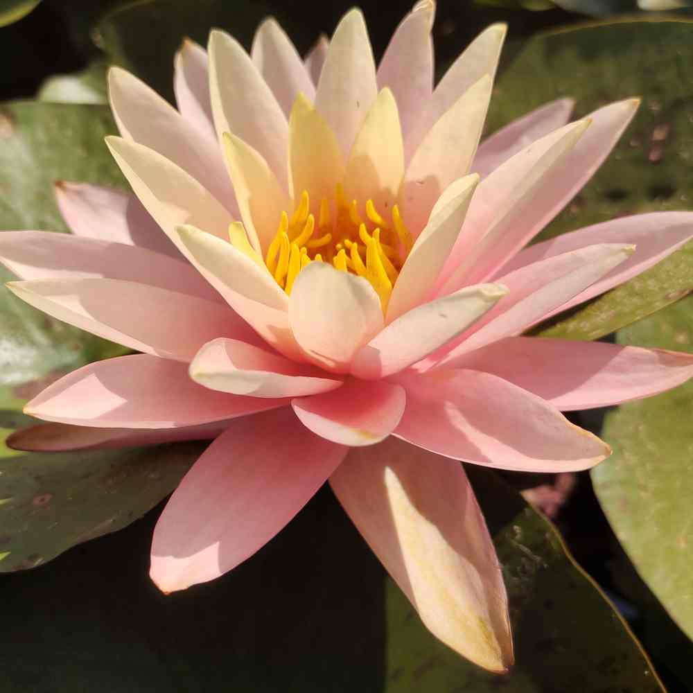 Artikelbild 2 des Artikels “Seerose Pink Grapefruit “