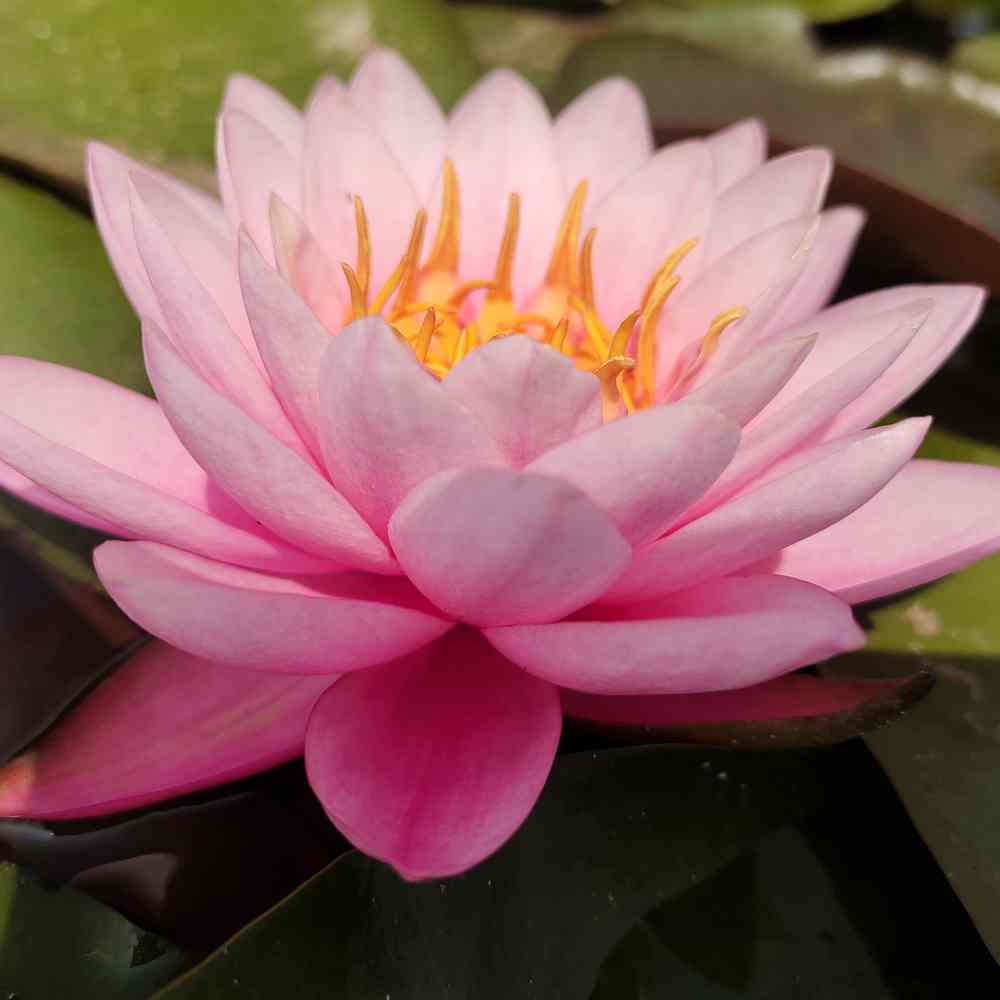 Artikelbild 2 des Artikels “Seerose Miss Siam “