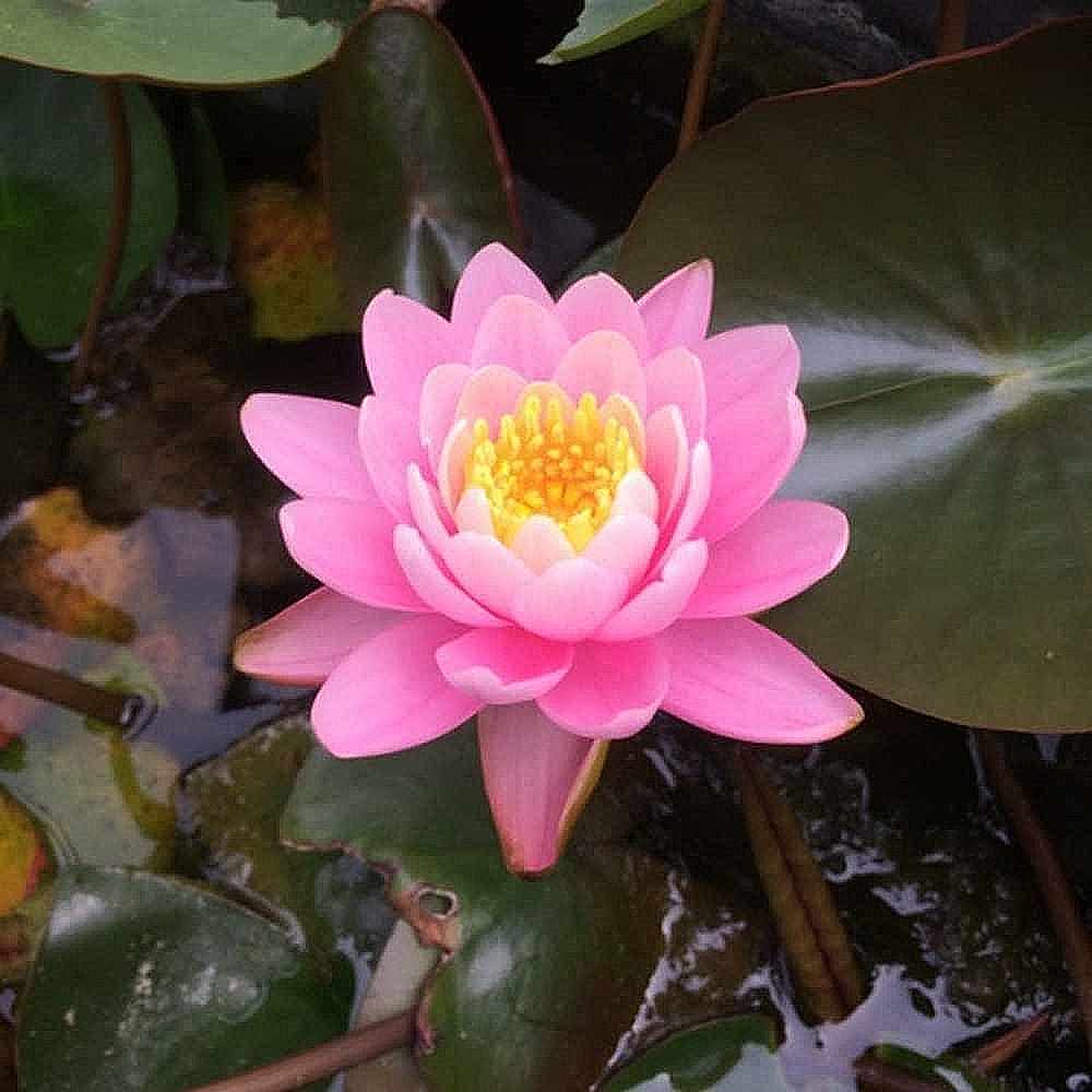 Artikelbild 2 des Artikels “Seerose 