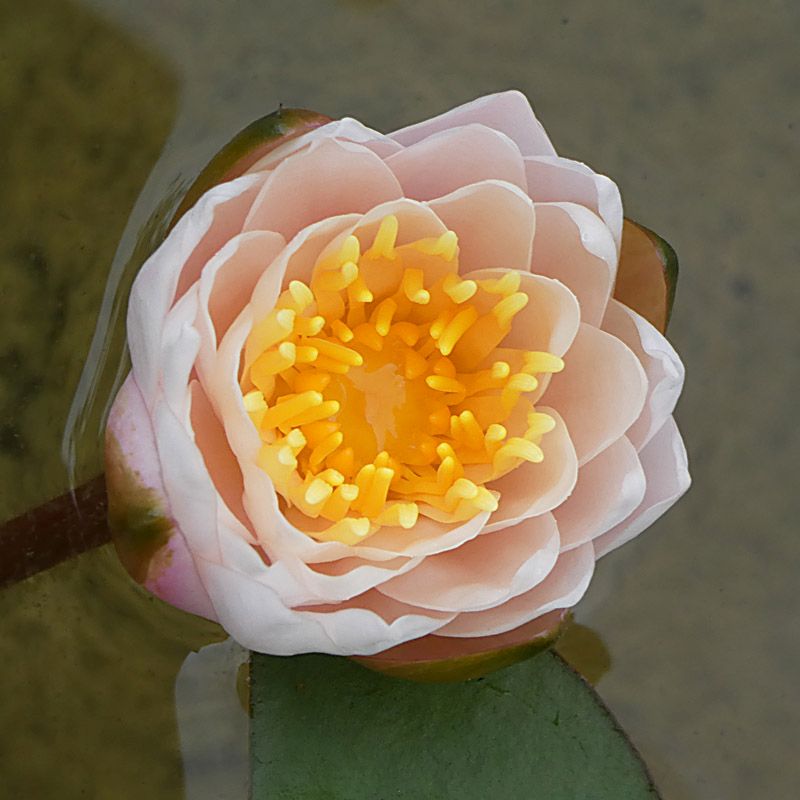 Artikelbild 2 des Artikels “Seerose Walter Pagels “