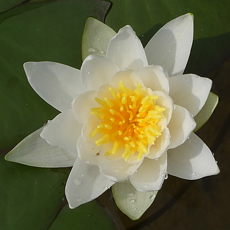 Artikelbild 2 des Artikels “Seerose Hermine “