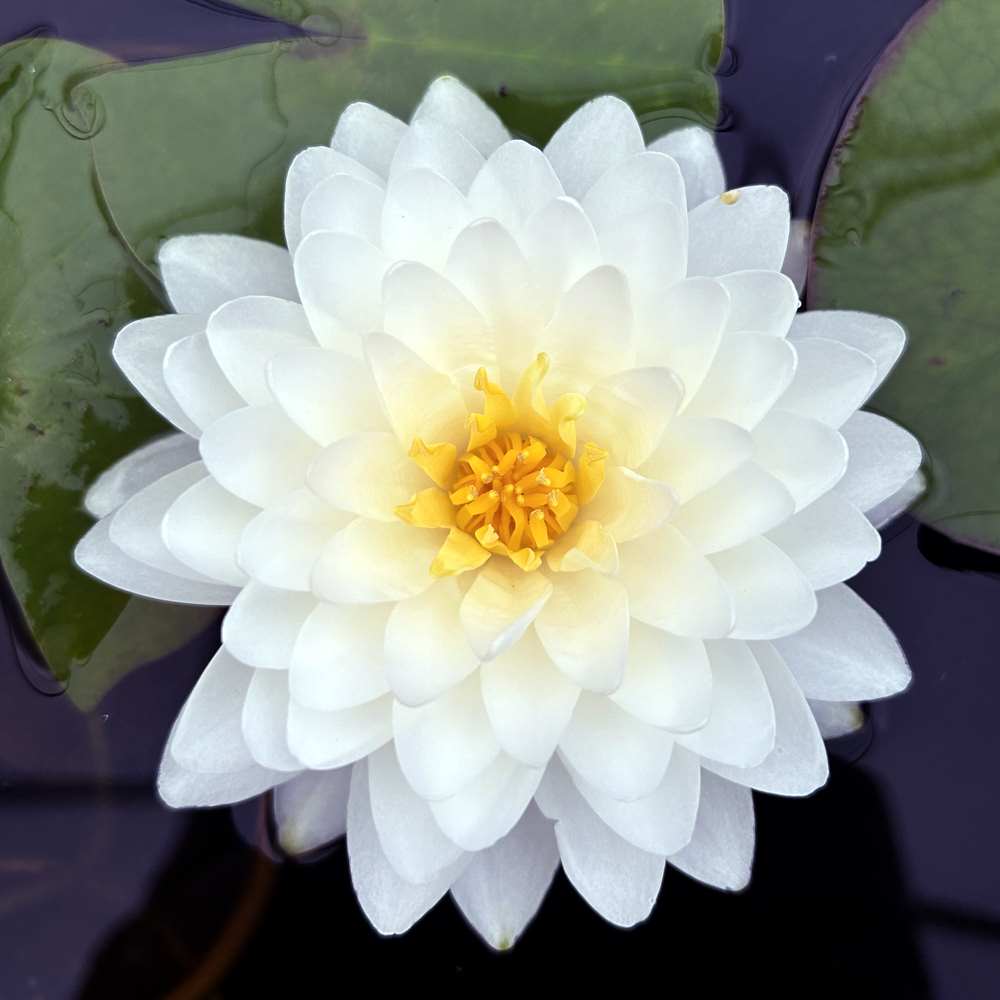 Artikelbild 2 des Artikels “Seerose Bangkok Snow “