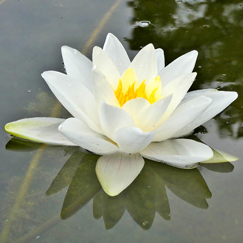 Artikelbild 2 des Artikels “Seerose Gladstoniana “