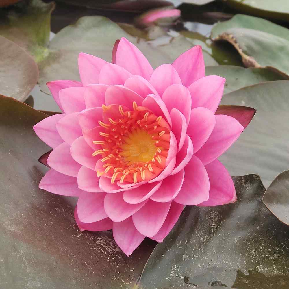 Artikelbild 2 des Artikels “Seerose Tan Khwan “